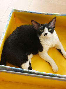 Portable Litter Box Oversized Foldable Temporary Cat Toilet Extra Large Cat Mimi out Car Cat Litter Basin