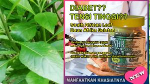 NHR South African Leaf (SAL 50%) 2 botol (99 kapsul/botol) - untuk diabet tekanan darah (tensi) sakit tenggorokan (batuk)