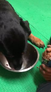 ซื้อ1ถุงแถม1 กป MAXIMA DOG LAMB & RICE - (LARGE BREED) สำหรับ 2 กก 2 บาท แถม MAXIMA HEALTHY BONE & JOINE CARE 380g