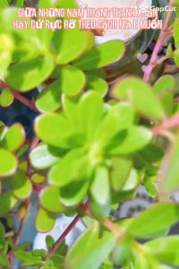 [4/4 HOÀN TIỀN 15%]   Tái tạo sâm tươi hủ hoa hồng 20gr đặc tr mụn nám tàn nhang da không đều màu thâm sạm bong mạnh cao cấp [Cosmestisc Nghia An]