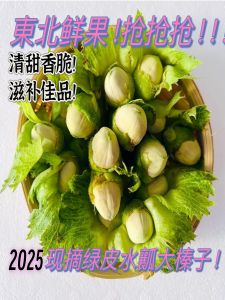 Hạt Phỉ Xanh Tươi Ngon Đặc Sản Đông Bắc Có Vỏ Xanh Hạt Phỉ Nước Hạt Dẻ Rừng Nguyên Chất Hạt Phỉ Hạt Dẻ Hạt Dẻ Hạt Dẻ