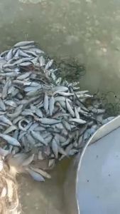 10m Jaring ikan kecil mantel kecil enkripsi tertimbang jaring ikan tiga lapis jaring lengket jaring cekung jaring apung garis-garis putih jaring mulut kuda jaring ikan jaring kawat