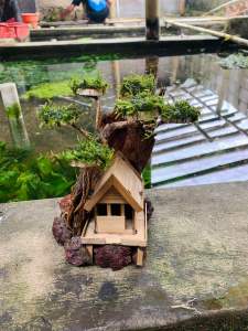 kayu rumah pohon bonsai aquascape