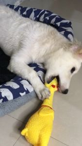 The Ultimate Guide to Interactive Pet Toys: Screaming Chicken Squeaker & Yellow Dog Cat Toy