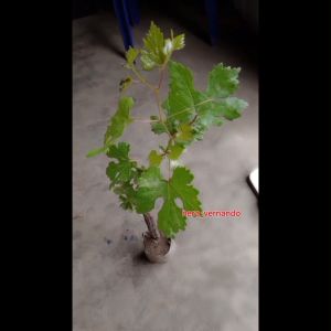 Bibit Anggur Import Jupiter Asli Grafting Super Genjah