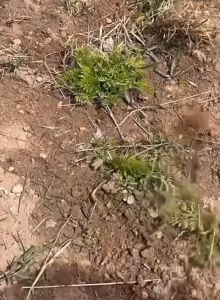 Cangkul Kebun Alat Penyiangan Pencabut Rumput Akar Tanaman Liar Garpu Baja Garu Harrow Manual Weeding Hoe Puller Multifungsi Berkebun Pertanian