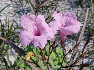 ต้นพันธุ์ดอกต้อยติ่งฝรั่งสีชมพูหรือฟ้าประทานพร (ติดรากพร้อมปลูก) กิ่งละ2บาท ชุดละ50กิ่ง แถม 20กิ่ง