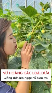 Hạt Giống Dưa chuột ngọc nữ dưa leo mini ( Gói 10 Hạt )