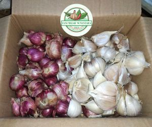 Bawang Merah Campur Merah dan Putih Segar Kering Besar