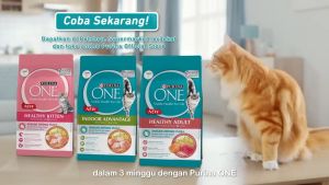 Purina One All-Weather Advantage Dry Cat Food for Adult/Kitten/Indoor/Urinary/Hairball Care - Chicken & Salmon 1.2KG
