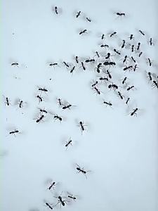 Ant Killer for Small Yellow Ants   Outdoor Garden Plant Non-Toxic Ant Repellent and Killer Attractant Bait for Large and Small Ants