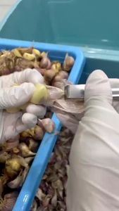 1pc Household Garlic Peeling Tool - Stainless Steel Garlic Peeling Clip