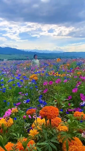 60seeds Multi-Petals Special Carnation Flower Plant Double Petal Mixed Home Tropical Garden-A627