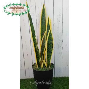 Pohon Hias Daun Lidah Mertua X10 Latex Artificial Pot Tawon Pirus Hitam