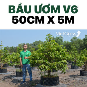 Bầu ươm V6 - VietGrow Chiều Cao 50cm