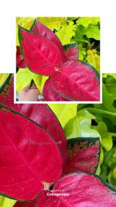 สุขสมใจปอง ใบสีสวยสด ตรงปกไม่จกตา