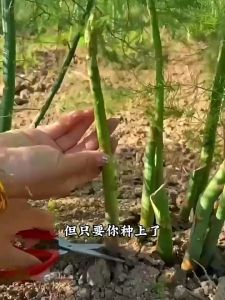 10 seeds Organic Asparagus Seeds for Planting High Yield F1 Asparagus Seeds Balcony Potted Asparagus Live Plant Seeds
