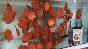 ⭐️Malayan Aquatic Premium Discus Pellets - Natural Color Enhancing Formula 七彩神仙鱼增艳饲料  120/600gm (Ready Stock)