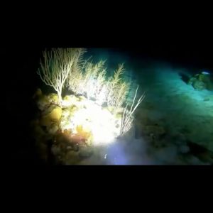Waterproof Rechargeable Flashlight: Dive Deep with FFALL's 1200LM Diving Light