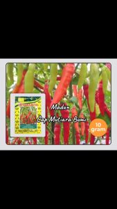 BENIH CABE CABAI RAWIT TIPE MERUNDUK MADUN ISI 10 GRAM ( 1.500 - 1.900 butir benih) CAP MUTIARA BUMI