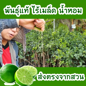 ต้นมะนาวทูลเกล้าไร้เมล็ด พันธุ์แท้ ส่งตรงจากสวน ลูกดกมาก น้ำเยอะ มีกลิ่นหอม เป็นพันธุ์ที่ทนโรคสุดๆ