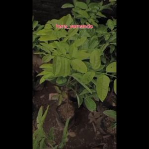 Bibit Kelengkeng Matalada Okulasi Super Cepat Berbuah