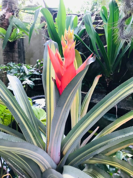 Aechmea Little Harv Variegated ( bromeliad / 積水风梨