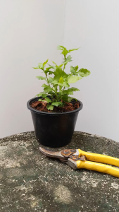 ต้นเก๊กฮวย ดอกสีเหลือง กระถาง 5.5นิ้ว เก๊กฮวย ต้นพันธุ์เก๊กฮวย จำหน่ายปีละ 1ครั้ง