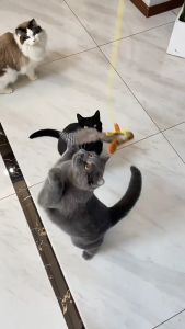 Đồ Chơi Dán Tường Con Chim Co Giãn Có Tiếng Kêu Kèm Cỏ Mèo Bên Trong - iPet Shop