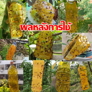 🐝ใช้ 1 ครั้ง ฆ่าแมลงวันได้ 100000 ตัว🐝สารล่อแมลงวันทอง เข้มข้นสุด เมทิลยูจินอล ดึงดูดแมลงวัน100% ยาฉีดแมลงวันทอง 450ml สารล่อแมลงทอง 1 ขวดใช้พื้นที่ได้ 20ไร่ กาวดักแมลงวันทอง กาวดักแมลงทอง น้ำยาล่อแมลงวันทอง ล่อแมลงวันทอง สเปรย์ดักแมลงวันทอง