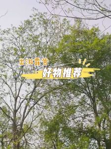 Ghế Xếp Du Lịch Cắm Trại Ngã Lưng Có túi đựng điện thoại Picnic Chair Leisure 🔰Phụ Kiện Thuận Lợi🔰