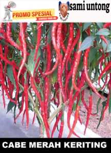 BENIH UNGGUL CABAI MERAH KERITING bibit tanaman cabe