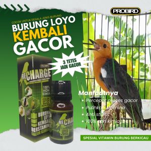RE CHARGE VITAMIN PEMULIH STAMINA BURUNG LOYO KEMBALI GACOR BERSTAMINA