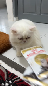 85g 12 Pouches Box Royal Canin Adult Persian Cat Cats Wet Food Pouch Feline Breed Nutrition