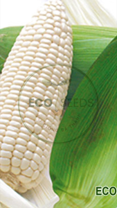 [EcoSeeds] Hạt Giống Ngô Nếp Nù Xanh (Bắp Nếp) - Cao Sản Sinh Trưởng Mạnh - Gói 100g