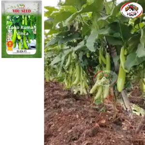 Benih Bibit Terong Hijau Super Tahan Virus ELIZA F1 500 Biji You Seed