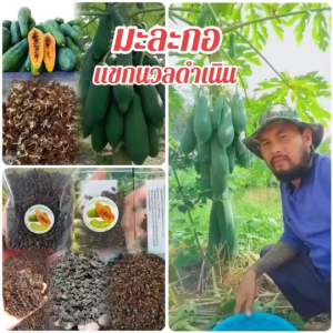 เมล็ดพันธุ์มะละกอแขกนวลดำเนิน ปลอดโรค เมล็ดพันธุ์สดใหม่ ไม่เก็บค้างปี อัตราการงอกสูง 200 เมล็ด