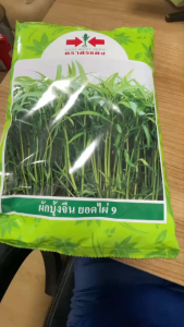 ผักบุ้งจีนยอดไผ่ 9 เมล็ดผักบุ้งยอดไผ่ 9 ตราศรแดง 1000 กรัม อัตราการงอกดี