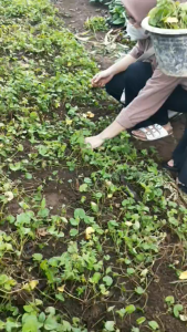 500 gram Daun antanan segar / 250 gram Daun pegagan alami di petik saat order masuk