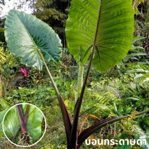 บอนกระดาบอนกระดาษดำ บอนกระดาษดำยักษ์ ส่งเป็นต้น ตัดราก ตัดใบ