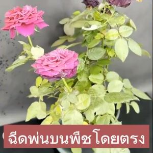 🌻All the pests are dead🦗Plant insecticide spray 500ml Plant organic insecticide No harm to plants Bug Spray | Aphids | Mites | anti aphids spray for plants Thrips insecticide and pesticides for plants insecticide for vegetables