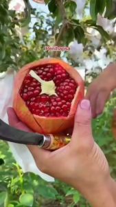 Bibit Delima Merah Jumbo Kondisi Berbunga