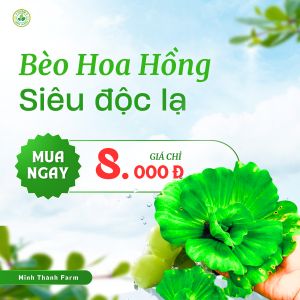 [ giao miền nam] BÈO HOA HỒNG – VẺ ĐẸP THANH NHÃ CHO HỒ THỦY SINH