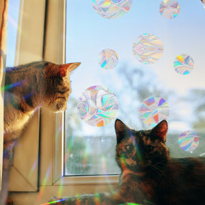 29 Stylels Cat Moon Window Clings - Collision Decals to Save Birds from Glass CollisionsNon Adhesive Reusable Rainbow Stickers