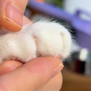 Pet Claw Trimmer with LED Light Safe Painless Cat Dog Nail Clipper Grinder Grooming Tool Perkakas Haiwan Peliharaan