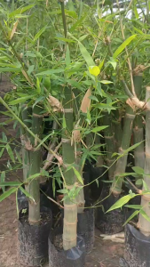 ไผ่สร้างไพร ไผ่เซียงไพ  แพ๊ค2ต้น260บาท พร้อมปลูก