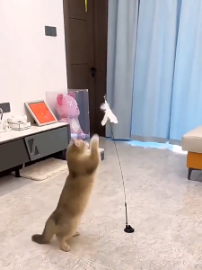 Đồ chơi cần câu Mèo có cốc hút 1 đầu tay ấn lực hút mạnh - Love Pets Shop