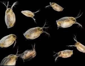 Starter INDUK Kutu Air Gergasi DM Daphnia Magna READY STOCK