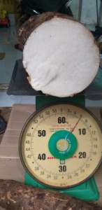 Củ bạc hà núi lâu năm hàng tuyển 2kg trị ung thư