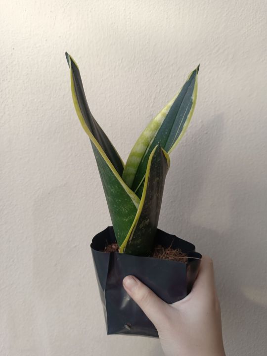 Sansevieria Black Gold Extreme / Black Dragon ( Snake Plant ) without pot |  Lazada